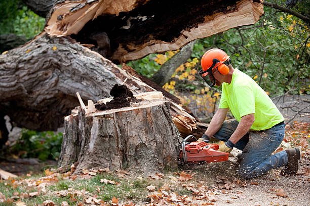 Best Tree Disease Treatment  in Blue Mound, TX